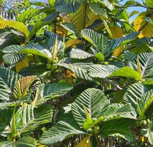 Fruta del pan de las tierras altas