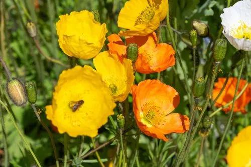 Iceland Poppy,