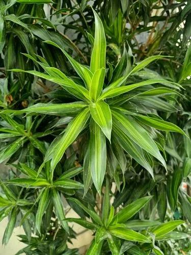 Hawaiian Sunshine Dracaena