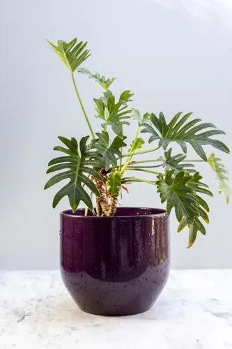 Philodendron Xanadu