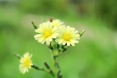 Willowleaf Lettuce