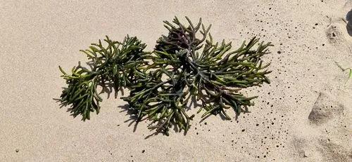 Groene Zee Vingers