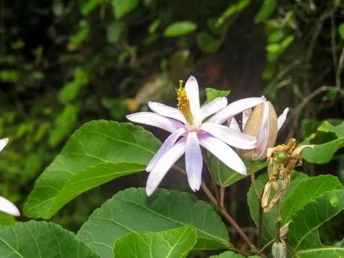 Lavender Starflowers