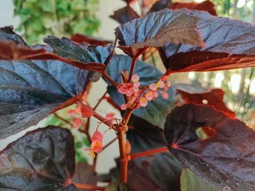 Angel Wing Begonia