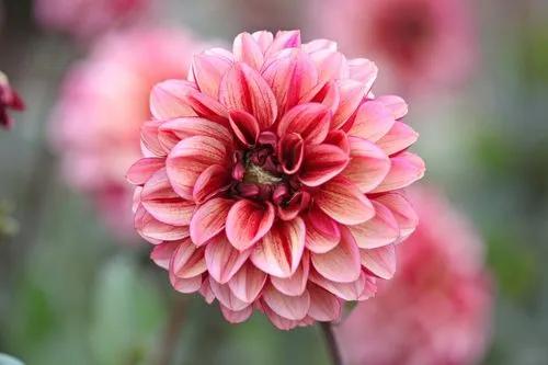 Senior’s Hope Dahlia