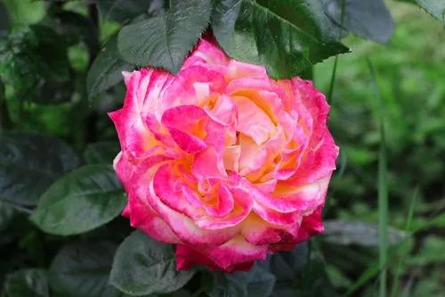 Hybrid tea rose