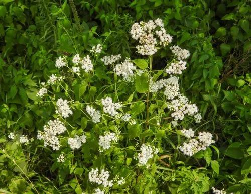 White Snakeroot