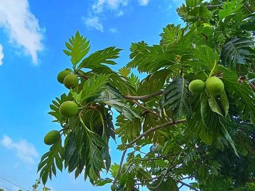 Flowering Tree