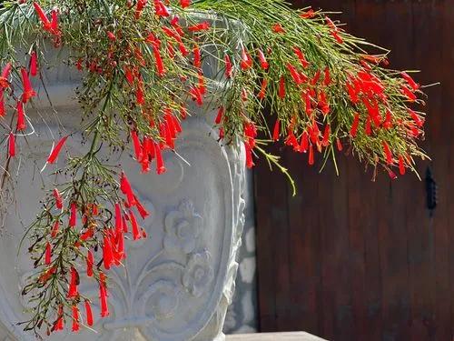 Firecracker Plant