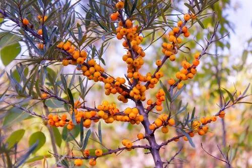 Sea-buckthorn