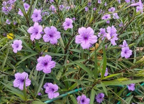 Ruellia Strepens