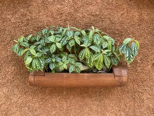 Pilea Plants