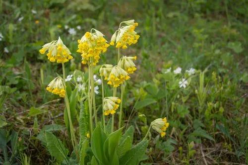 Common Cowslip