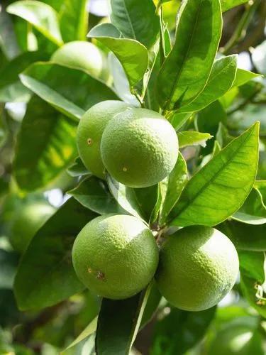 Key Lime Tree