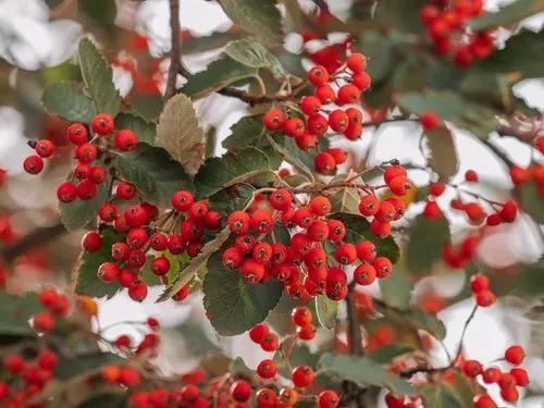 Swedish Whitebeam