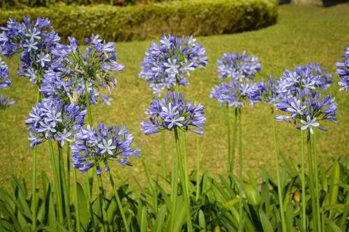 African-lily