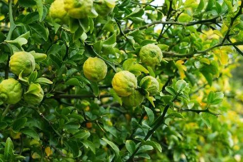 Citrus Trifoliata