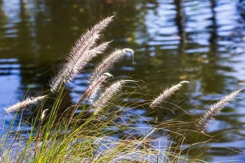 Fountain Grass