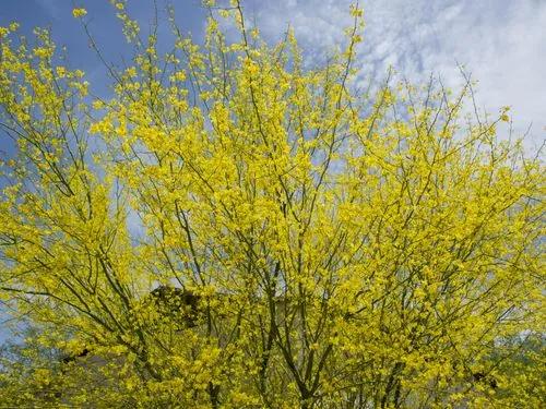 Parkinsonia Floridia