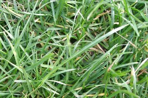 Tall Fescue