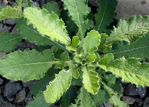 Wild Lettuce, Bitter Lettuce