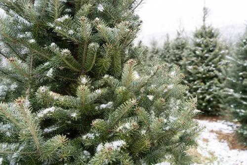 Fraser Fir