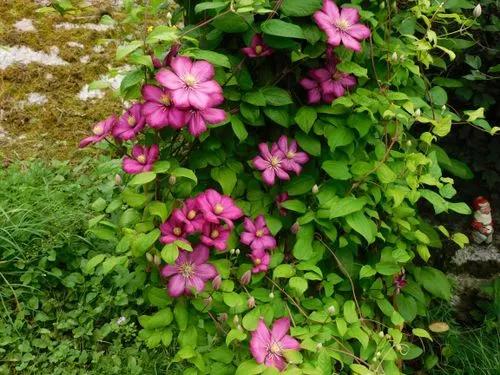 Purple Clematis