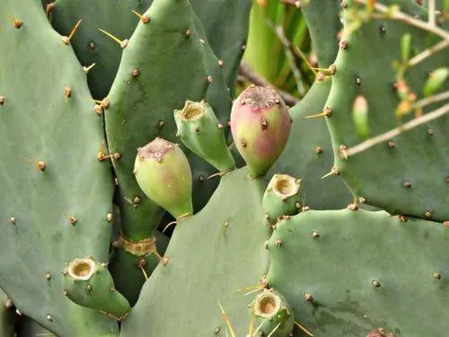 Brazilian Pricklypear