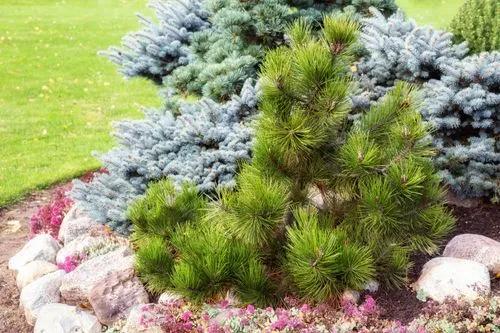 Siberian Fir
