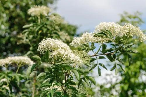 The Elderberry Tree