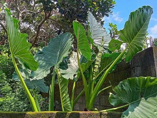 Asian Taro