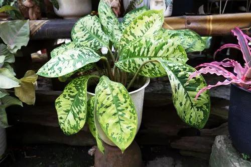 Deiffenbaccia Camouflage