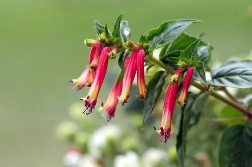 Large Firecracker Plant