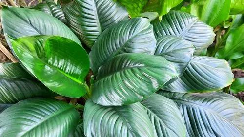 Sensation Peace lily