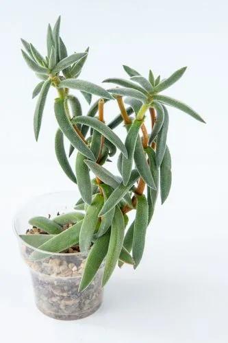 Crassula Mesembryanthemoides Tenelli