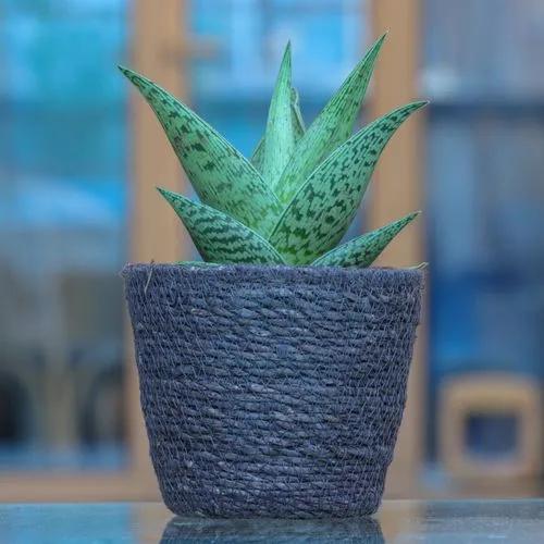 Partridge Breast Aloe