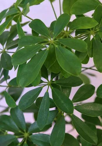 Hawaiian Umbrella Tree Bonsai