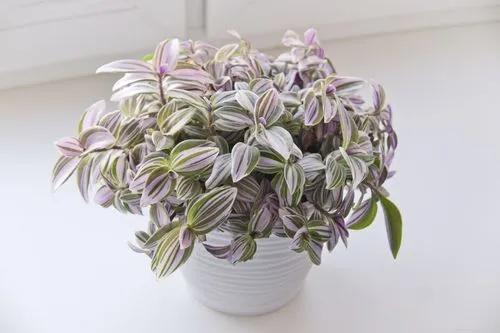 Tradescantia Nanouk