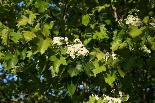 Wild Service Tree