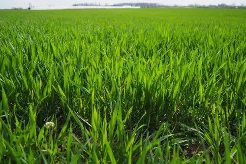 Wheat Grass