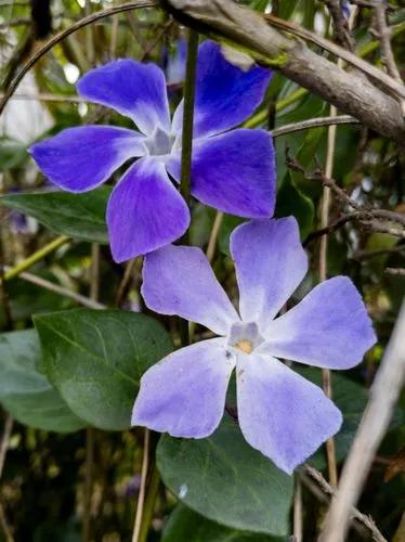 Blue periwinkle