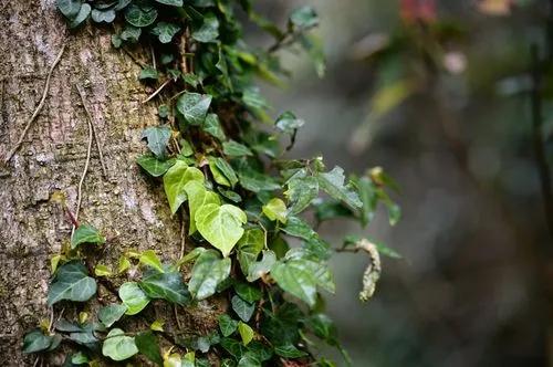 Hadera Hibernica (atlantic/irish Ivy)