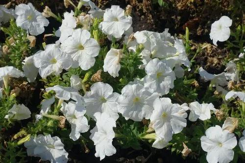 Garden petunia