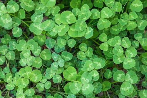 Dutch clover