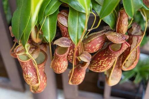 Gaya Picture Plant