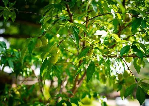 Nectarine Tree