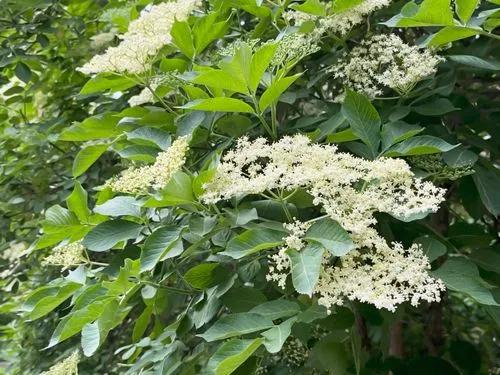 Elderberry