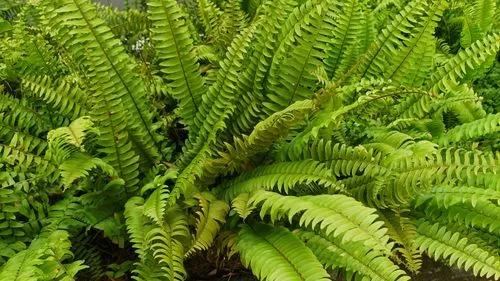 Boston Fern