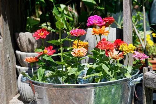 Peruvian Zinnia