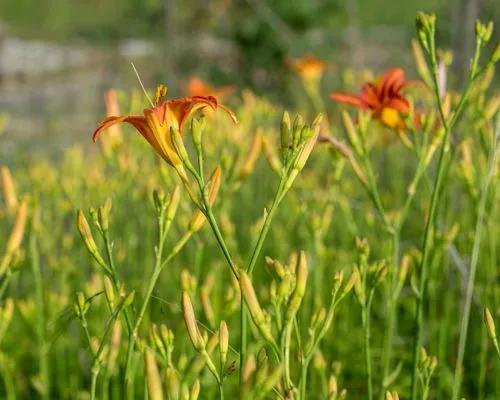 Orange Daylily